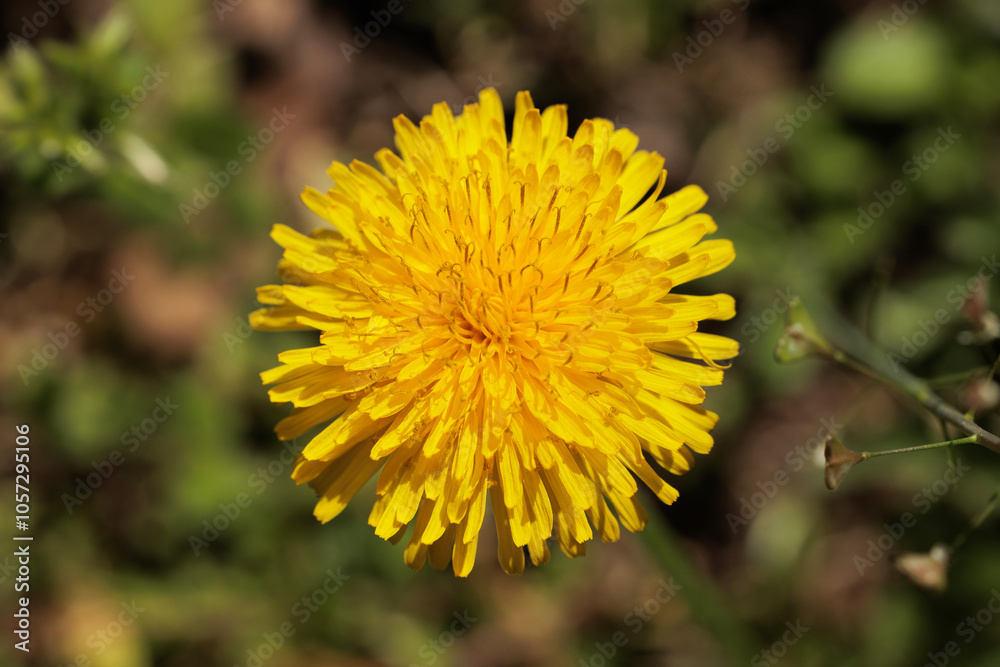 vista macro di un fiore giallo su sfondo sfuocato, di giorno, in primavera vista macro di un fiore giallo su sfondo sfuocato, di giorno, in primavera