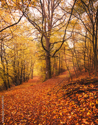 Pathway in the forest in autumn