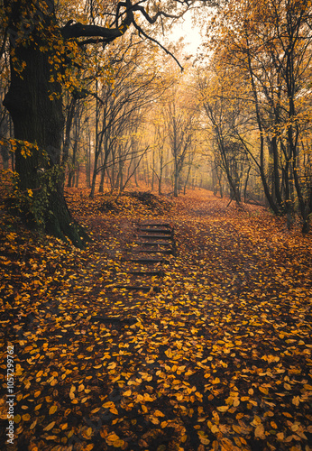 Pathway in the forest in au...