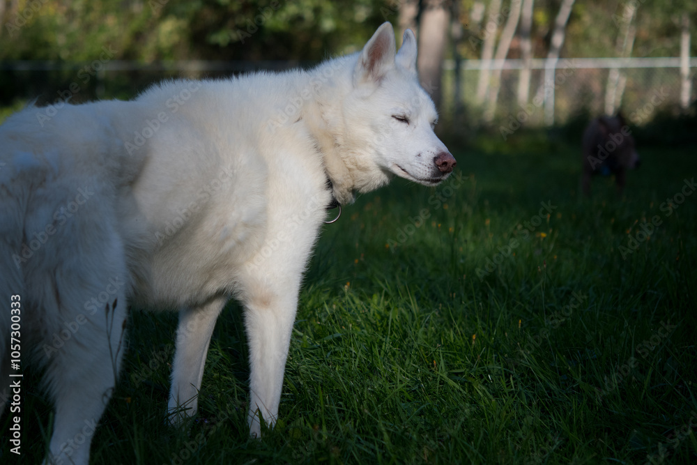 White dog in foreground turning back towards camera with brown dog in the background White dog in foreground turning back towards camera with brown dog in the background