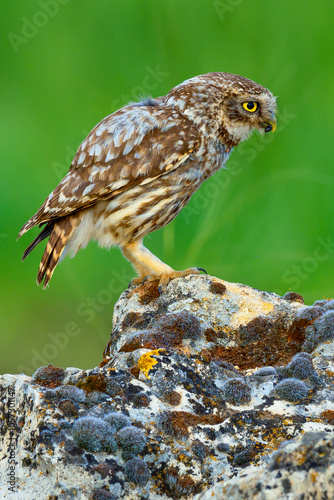 Little Owl, Athene noctua, Mediterranean Forest, Castilla y Leon, Spain, Europe