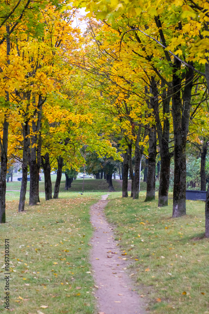 Fototapeta premium A picturesque row of trees adorned with vibrant yellow leaves in a park