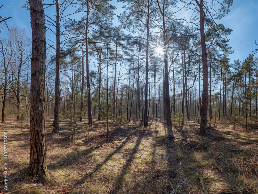 Sun Shining Through Trees in a Forest Sun Shining Through Trees in a Forest