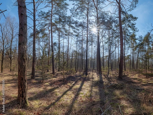 Sun Shining Through Trees in a Forest