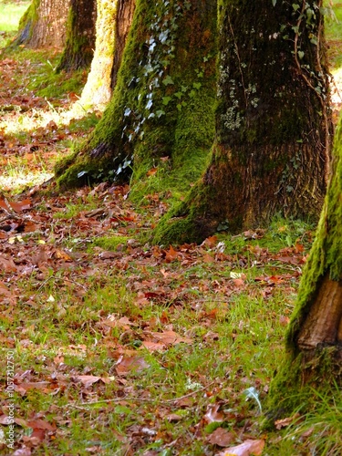 Au pied des arbres.