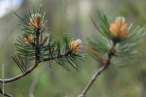 Obraz na płótnie vista macro di alcuni rami di un giovane albero di pino w salonie