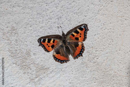 vista macro di una bellissima farfalla dalle ali color arancione e nero distesa su un muro di cemento chiaro photo