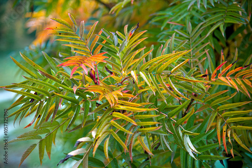 A view of the foliage, painted in delicate autumn colours