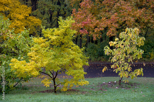 Trees in the park in autumn colors