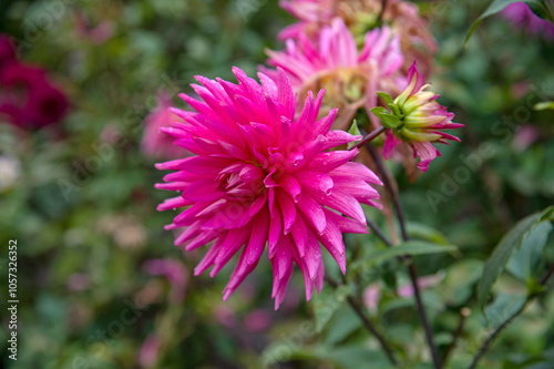 Deep pink dahlia close-up in natural conditions