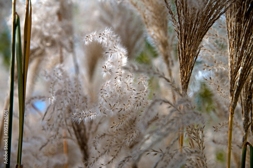 Miscanthus or fan grass, dried flower. Illuminated by the sun's rays