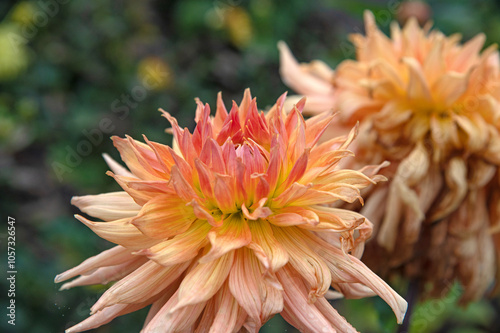 Large orange dahlia close-up in a flowerbed