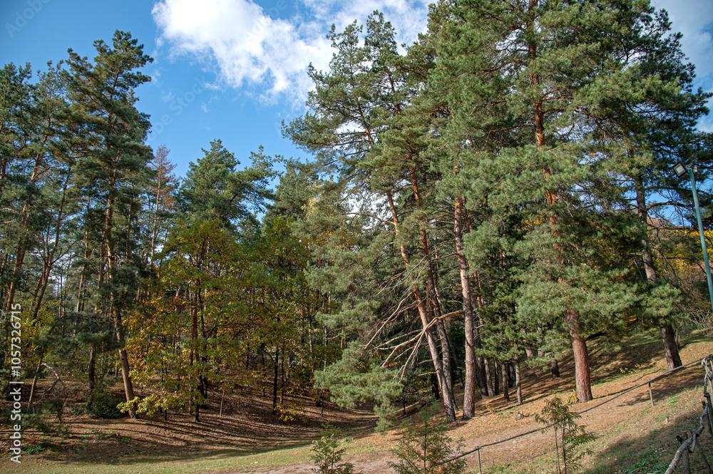 A sunlit clearing in a pine forest A sunlit clearing in a pine forest
