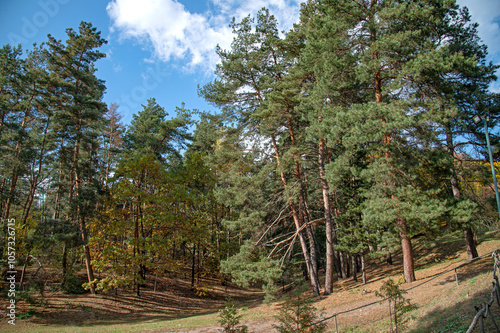 A sunlit clearing in a pine forest