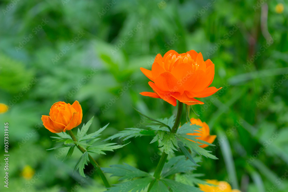Close-up of wild orange Trollius flowers on a blurred green background. Flowering Globe flowers in the Altai at springtime. Close-up of wild orange Trollius flowers on a blurred green background. Flowering Globe flowers in the Altai at springtime.