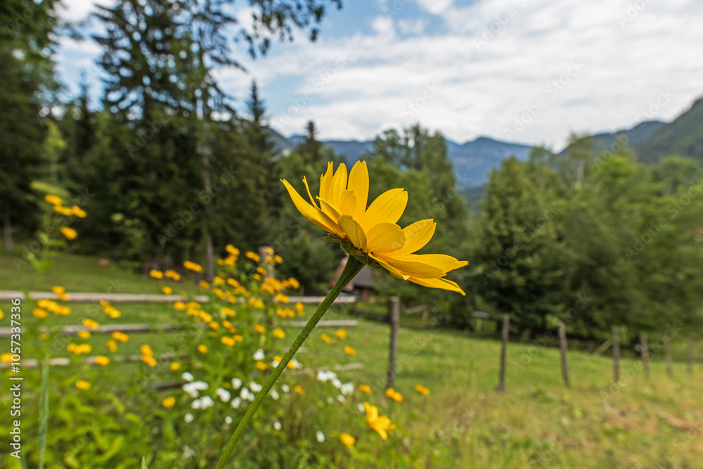 vista macro di un grande fiore dai petali gialli in primo piano, ambiente naturale di montagna, di giorno, in estate, sfuocato sullo sfondo