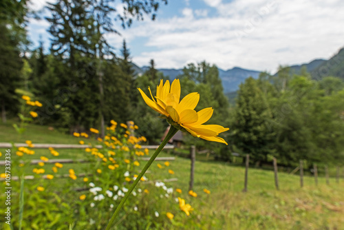 Obraz na płótnie vista macro di un grande fiore dai petali gialli in primo piano, ambiente naturale di montagna, di giorno, in estate, sfuocato sullo sfondo w salonie