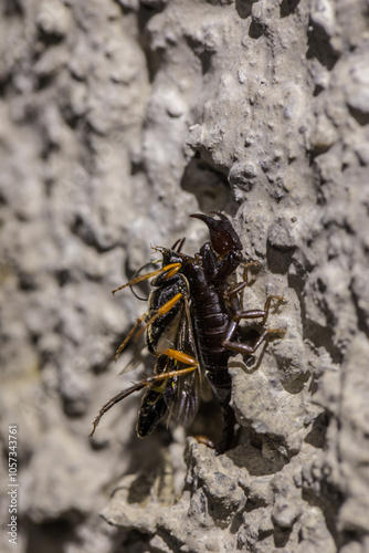 vista macro di un piccolo scorpione europeo che mentre sta attaccato ad una parete di cemento trasporta sulla sua schiena una vespa morta