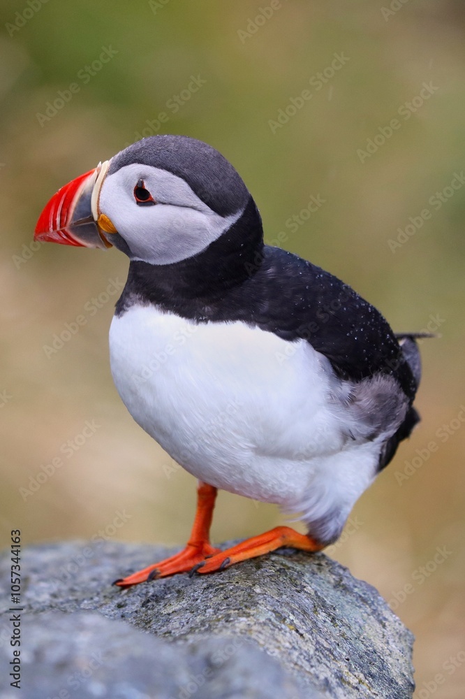 Naklejka premium Puffin bird of Runde Island, Norway
