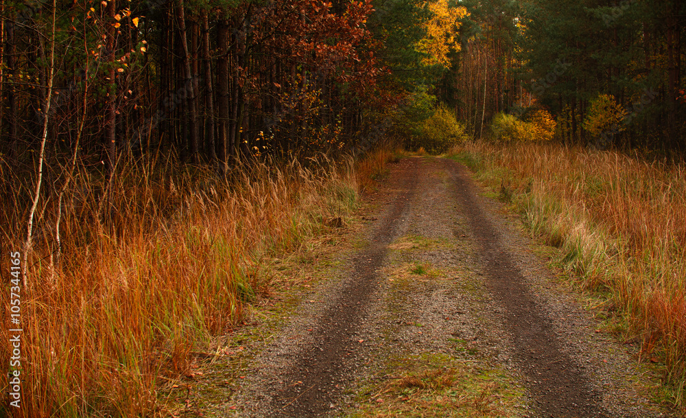Obraz premium forest path in autumn
