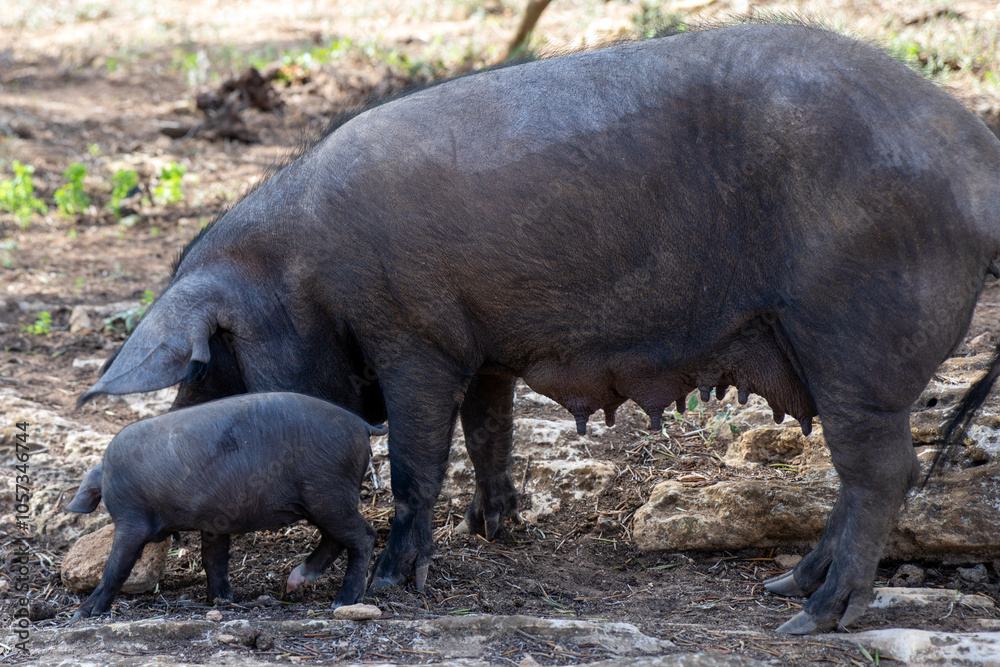 Mother pig with her piglets.Pig farming or hog farming is the raising and breeding of domestic pigs as livestock farmed principally for food e.g. pork, bacon, gammon, skins. Ancestor, the wild boar Mother pig with her piglets.Pig farming or hog farming is the raising and breeding of domestic pigs as livestock farmed principally for food e.g. pork, bacon, gammon, skins. Ancestor, the wild boar
