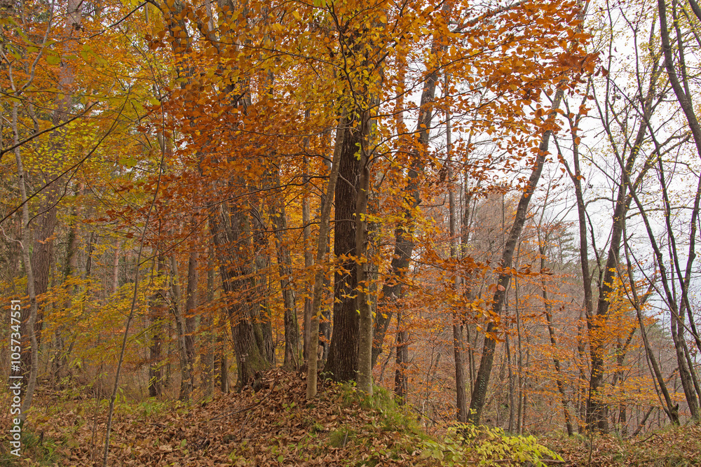 alberi decidui in un bosco in primo piano ricchi di foglie dai colori autunnali alberi decidui in un bosco in primo piano ricchi di foglie dai colori autunnali
