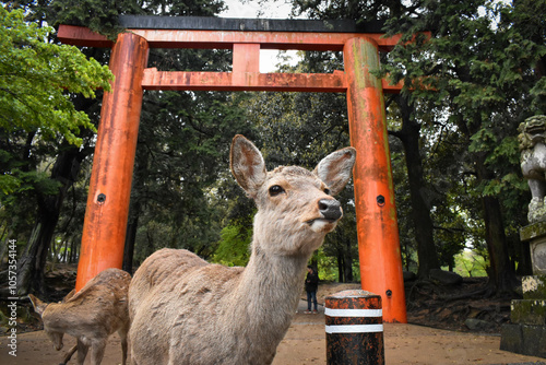 Nara deer standing in front of red tori gate photo