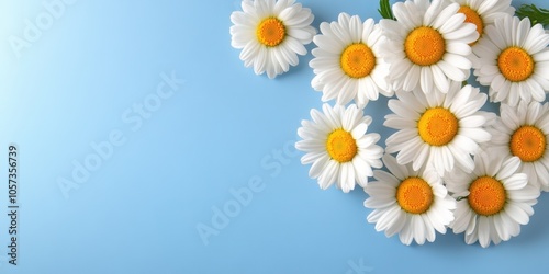 Fresh Daisies on Light Blue Background