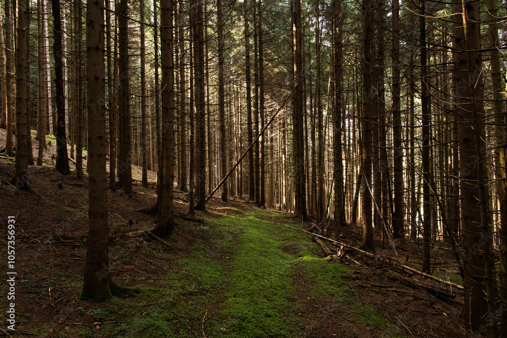 Fototapeta premium fitto bosco di montagna di abeti lungo un pendio, di mattina, nella penombra, parzialmente illuminato dal sole