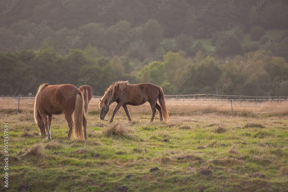 Wild horses, together and outdoor at farm with trees, grass and summer with nature in countryside. Equine animal, eating and field in woods with stallion, mare and nutrition with sunshine in Denmark Wild horses, together and outdoor at farm with trees, grass and summer with nature in countryside. Equine animal, eating and field in woods with stallion, mare and nutrition with sunshine in Denmark
