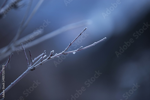 vista macro di rami sottili ghiacciati, sfondo sfuocato con sfumature di azzurro e nero photo