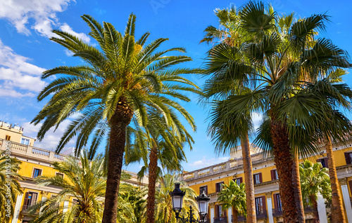 High palm trees. Royal Square in Barcelona, Catalonia, Spain. Traditional Spanish architecture at main central square of old town. Summer barcelona landscape with blue sky.