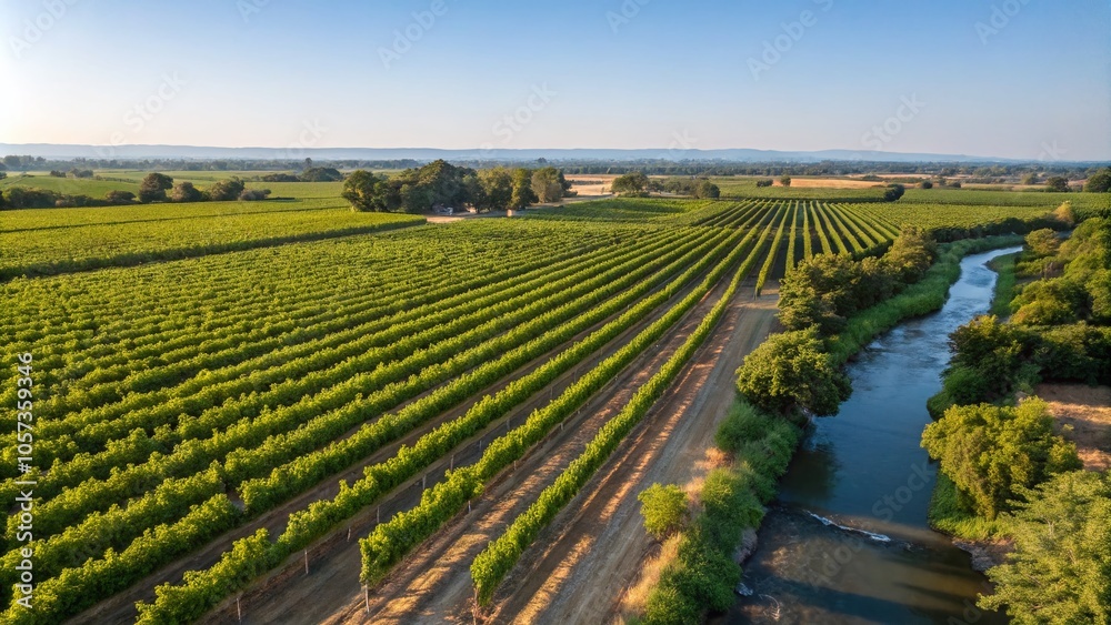 Aerial View of a Vineyard Symbolizing the Miracle of Water into Wine Aerial View of a Vineyard Symbolizing the Miracle of Water into Wine