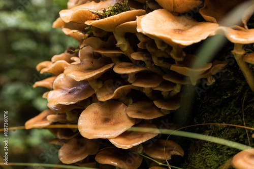 vista macro su un vasto gruppo di funghi dal cappello grande e di colore marrone chiaro, cresciuti  in un ambiente naturale di montagna in autunno photo