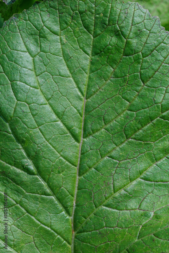 野原に生える雑草の葉脈 野原に生える雑草の葉脈