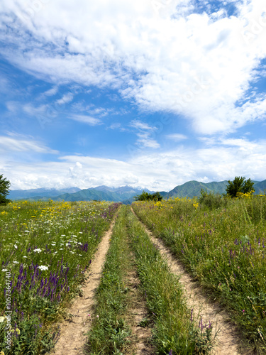 Spring landscape with wildflowers and a dirt road leading through a blooming field under a blue sky in the foothills of Kyrgyzstan.