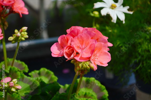 Pink flower head (inflorescence) of pelargonium, also known as geranium, or storksbill. The plant in the picture is one of numerous cultivars of Pelargonium zonale (horseshoe pelargonium). photo