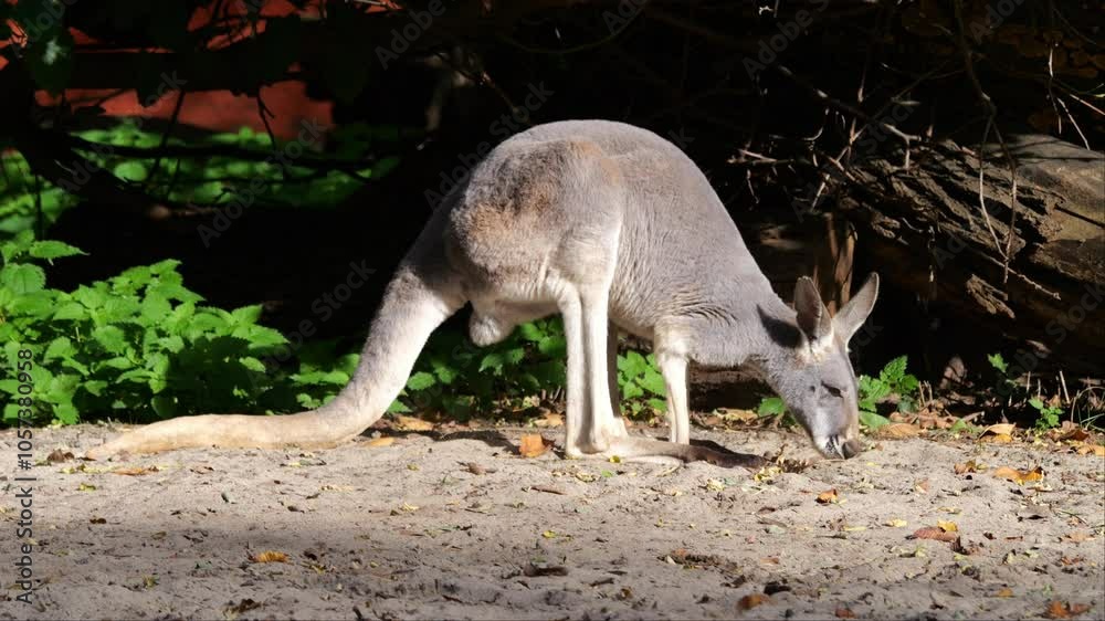 Kangaroos hop or walk, searching for food on a partly sandy, partly grassy ground. Slow-motion footage on a cloudy day with brief sunlight. Kangaroos hop or walk, searching for food on a partly sandy, partly grassy ground. Slow-motion footage on a cloudy day with brief sunlight.