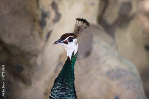 Portrait of female peacock with blurred background with copy space. Domestic farm bird. Brown and green peahen. Animal.