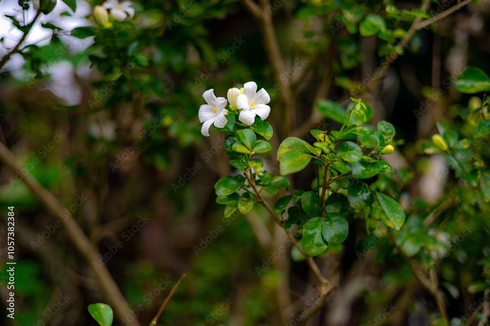 The flower (Murraya paniculata) or Adaman Satinwood, commonly known as Orange jessamine in Burmese, is called the Thanaka flower. It is a beautiful white flower. This photo was taken in Myanmar. The flower (Murraya paniculata) or Adaman Satinwood, commonly known as Orange jessamine in Burmese, is called the Thanaka flower. It is a beautiful white flower. This photo was taken in Myanmar.