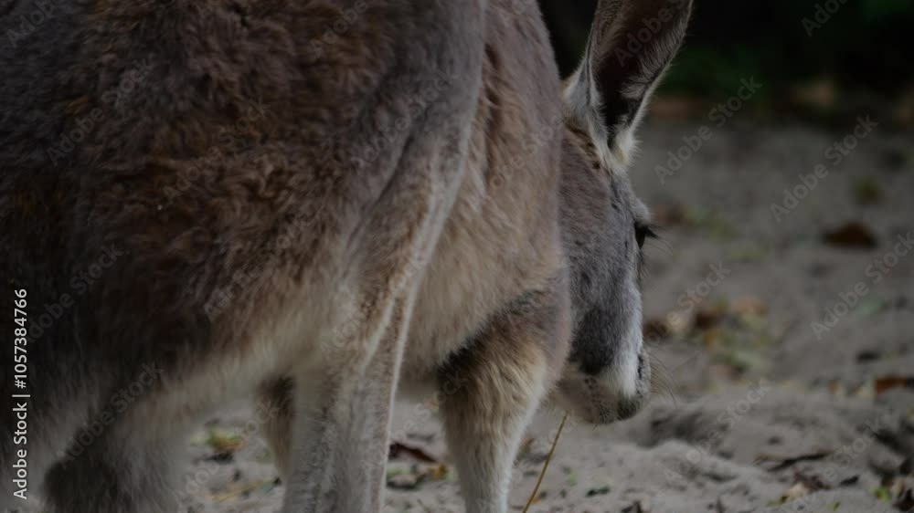 Kangaroos lazily walk or hop, looking for food on mixed terrain. Slow-motion footage on a cloudy day with some sunshine breaking through. Kangaroos lazily walk or hop, looking for food on mixed terrain. Slow-motion footage on a cloudy day with some sunshine breaking through.