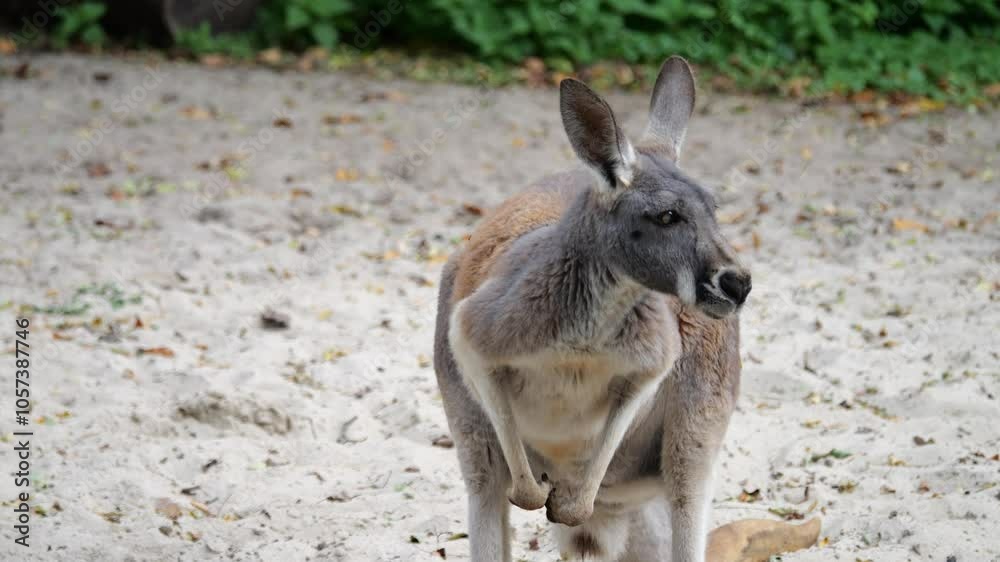 Kangaroos search for food on a partly sandy, partly vegetated terrain, hopping lazily. Slow-motion footage on a cloudy day with occasional sunshine. Kangaroos search for food on a partly sandy, partly vegetated terrain, hopping lazily. Slow-motion footage on a cloudy day with occasional sunshine.