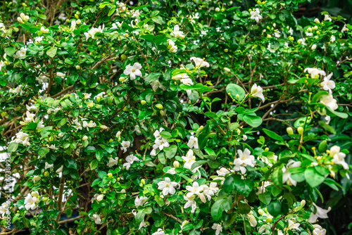 The flower (Murraya paniculata) or Adaman Satinwood, commonly known as Orange jessamine in Burmese, is called the Thanaka flower. It is a beautiful white flower. This photo was taken in Myanmar.