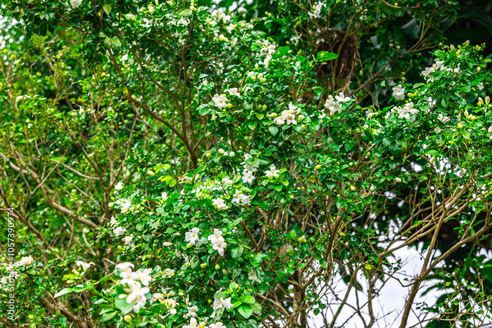 The flower (Murraya paniculata) or Adaman Satinwood, commonly known as Orange jessamine in Burmese, is called the Thanaka flower. It is a beautiful white flower. This photo was taken in Myanmar. The flower (Murraya paniculata) or Adaman Satinwood, commonly known as Orange jessamine in Burmese, is called the Thanaka flower. It is a beautiful white flower. This photo was taken in Myanmar.
