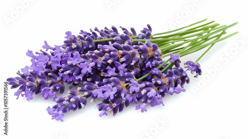 A bunch of fresh lavender flowers arranged for decorative or aromatic purposes.