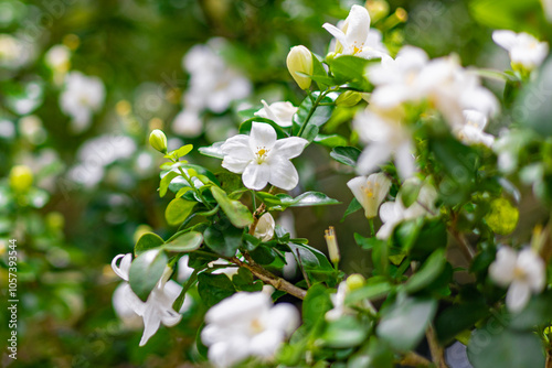 The flower (Murraya paniculata) or Adaman Satinwood, commonly known as Orange jessamine in Burmese, is called the Thanaka flower. It is a beautiful white flower. This photo was taken in Myanmar. photo