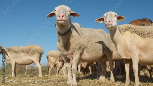 A ram stands next to a ewe and watches the herd. A flock of purebred French Lacaune dairy sheep with livestock tags. Breeding sheep in agriculture for milk that is used in Brie cheese production.