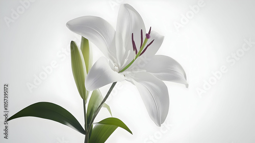 A close-up of a white lily flower with green leaves against a soft background.