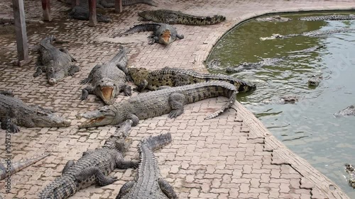 Fresh water crocodile feeding show at crocodile farm in Thailand.