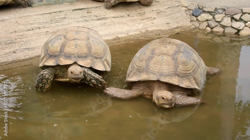 African Spurred Tortoise or Geochelone sulcata in open zoo.